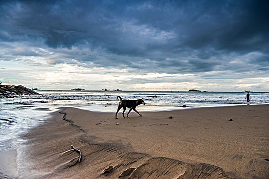 印尼,风光,大海,沙滩,傍晚,狗