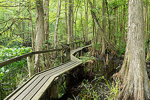 小路,步行桥,红树林,树林,高地,吊床,州立公园,佛罗里达,美国,北美