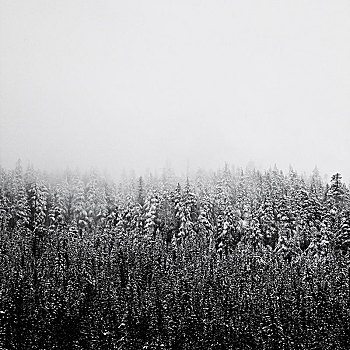 常青树,积雪,暴风雪,雪,树,自然,风景,冬天