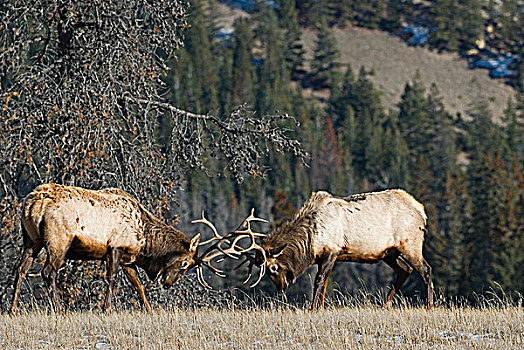 争斗,气势凌人,两个,公麋鹿,靠近,艾伯塔省,加拿大