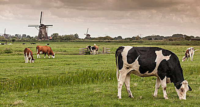 母牛,放牧,小孩堤防风车村,阿姆斯特丹