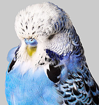 虎皮鹦鹉,蓝色,白色,羽毛