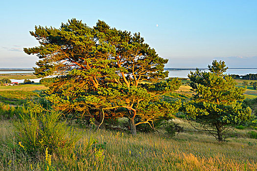 松树,夏天,波罗的海,岛屿,西部,波美拉尼亚,德国