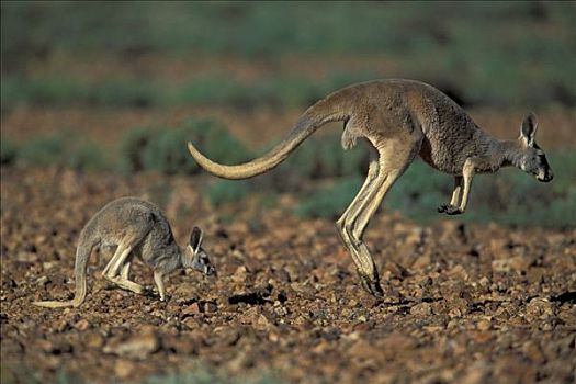 红袋鼠,成年,幼兽,国家公园,澳大利亚