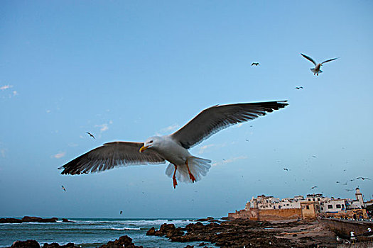 特写,海鸥,正面,沿岸,堡垒,苏维拉,摩洛哥