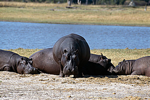 五个,河马,休息,靠近,水坑,万基国家公园,津巴布韦