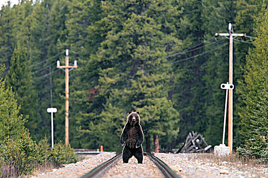 大灰熊,铁轨,班芙国家公园,艾伯塔省,加拿大