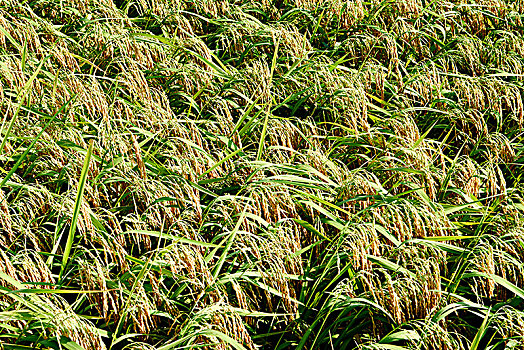 水稻穀物