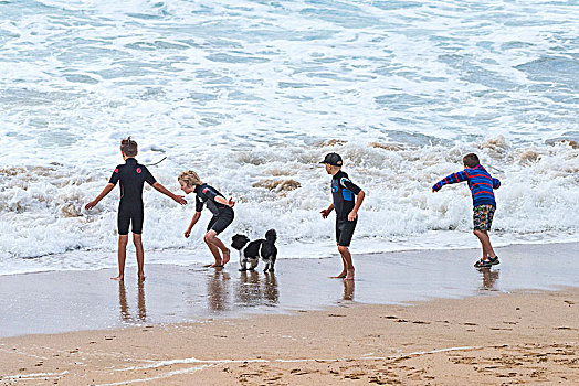 四个男孩,狗,玩,海边,海滩,纽基,康沃尔