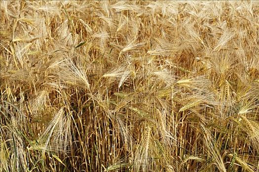 成熟,大麦,大麦芽,特写,庄稼地,巴伐利亚,德国,欧洲