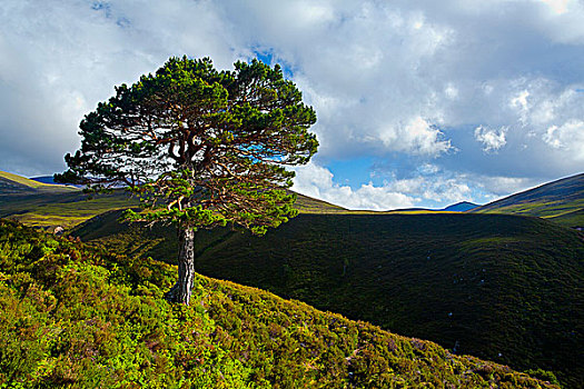 孤单,欧洲赤松,不动产,凯恩戈姆国家公园,苏格兰高地,苏格兰
