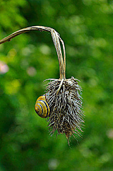 蜗牛,悬挂,起绒草