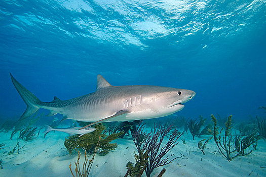 虎鲨,鼬鲨,修长,上方,沙,仰视,浅水,巴哈马,中美洲