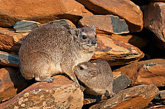 石头,蹄兔,母亲,哺乳,幼兽,研究中心,肯尼亚