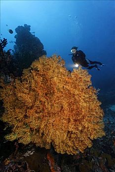 潜水,看,大,海扇,珊瑚礁,冈加,岛屿,螃蟹船,北苏拉威西省,印度尼西亚,摩鹿加群岛,海洋,太平洋,亚洲