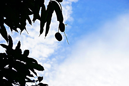 四川攀枝花的热带植物,芒果树下