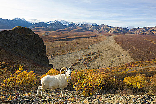 绵羊,白大角羊,秋天,苔原,德纳里峰国家公园,阿拉斯加