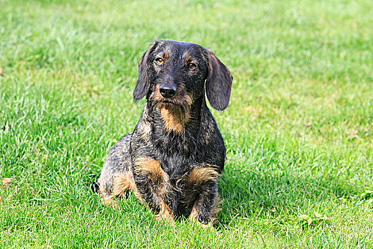 达克斯猎狗,母狗,2岁,坐,草地,德国,欧洲