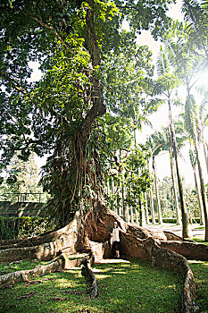 女人,站立,树,根部,皇家植物园,康提,斯里兰卡