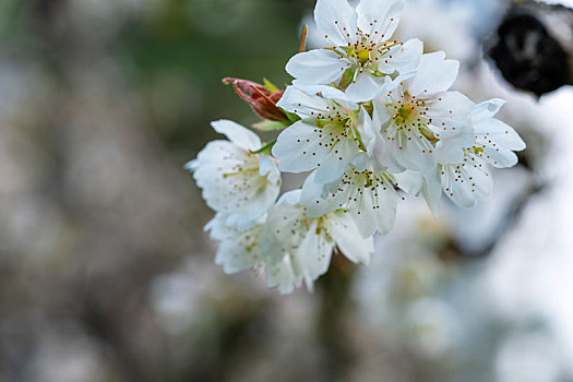 白色樱花春天盛开