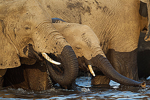 非洲象,母牛,幼兽,喝,乔贝,河,船,乔贝国家公园,博茨瓦纳,非洲