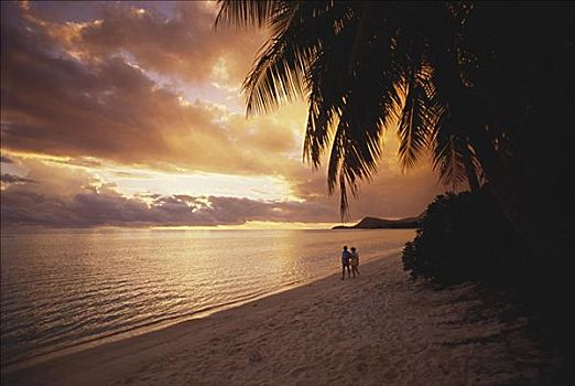 法属玻利尼西亚,塔希提岛,棕榈树,海滩