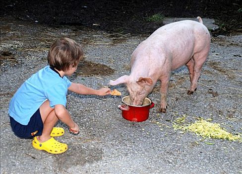 孩子,喂食,猪,农场