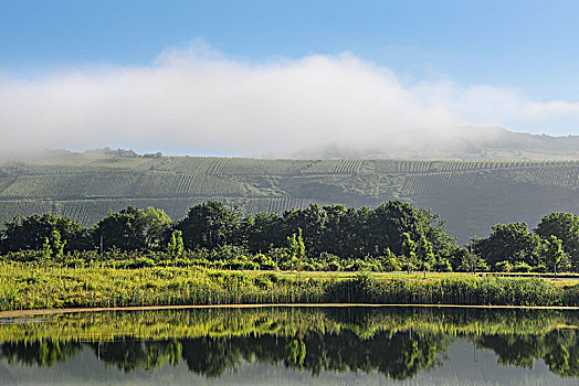 摩泽尔,风景,晨雾