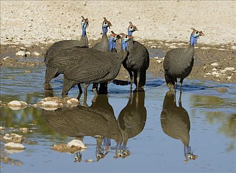 水坑,反射,埃托沙国家公园,纳米比亚,非洲