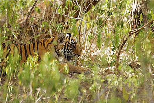 虎,幼兽,隐藏,树林,伦滕波尔国家公园,拉贾斯坦邦,印度