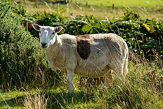 绵羊,草场,靠近,凯思内斯郡,萨瑟兰,高地,苏格兰,英国