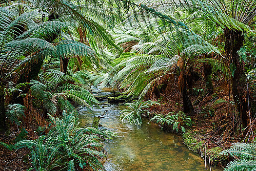 溪流,雨林,奥特韦国家公园,维多利亚,澳大利亚,大洋洲