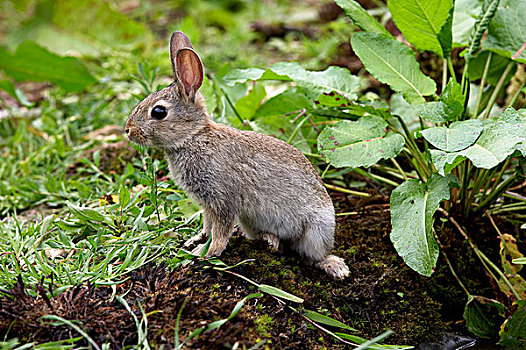 幼兽,欧洲兔,兔豚鼠属,诺曼底