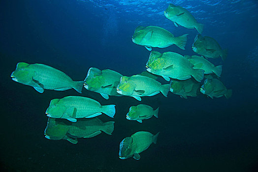 成群,绿色,鹦嘴鱼,巴厘岛,印度尼西亚,亚洲