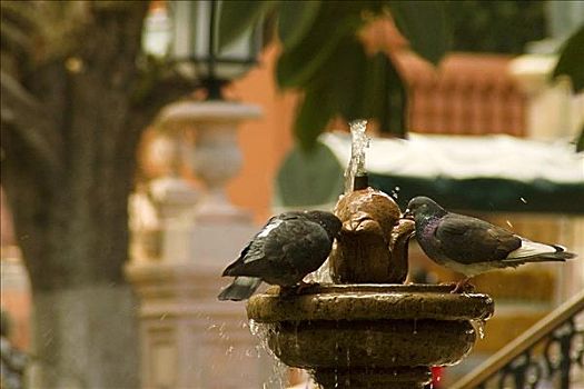 两个,鸽子,饮用水,喷泉,墨西哥