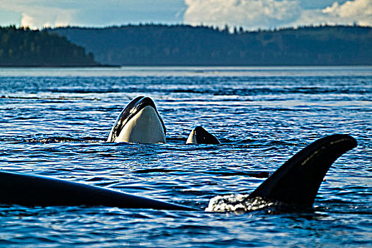 三个,逆戟鲸,两个,靠近,温哥华岛,不列颠哥伦比亚省,加拿大