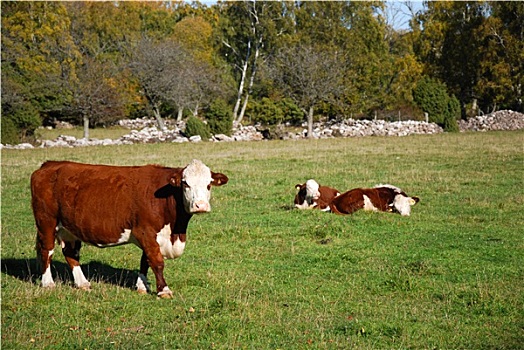 牛,田园