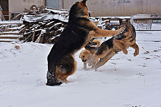 黑背犬