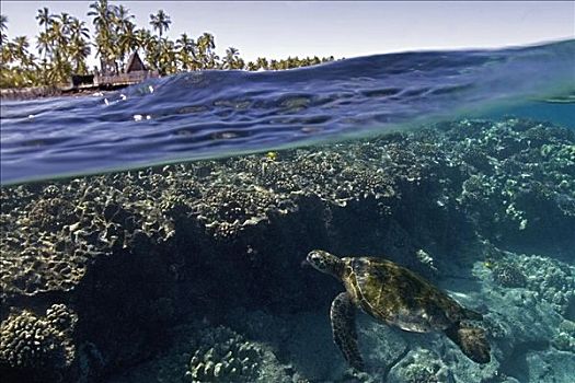 夏威夷,夏威夷大岛,分开,图像,绿海龟,珊瑚,城市,休憩之所,高处
