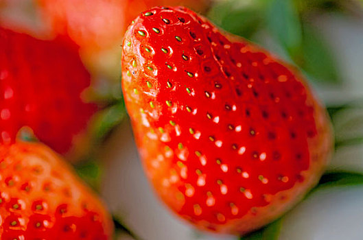 红色新鲜草莓的特写