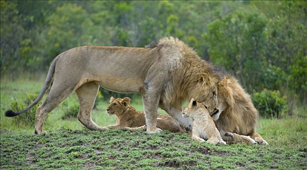 狮子,交际,行为,两个,幼兽,马赛马拉国家保护区,肯尼亚,东非