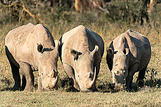 三个,白色,犀牛,进食,纳库鲁湖国家公园,肯尼亚,非洲