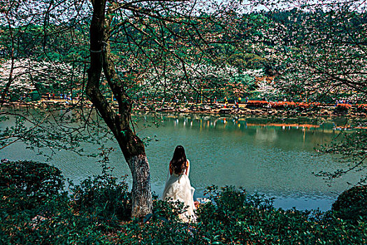 樱花湖畔樱花树下－美丽新娘,婚纱照,浪漫,背影,倩影