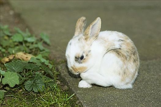 迷你兔,三个,老,坐,地面