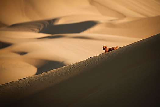 库木塔格沙漠上的小狗
