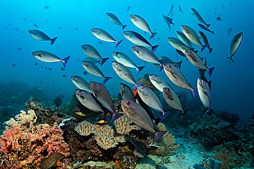 蓝色,独角兽,游动,上方,珊瑚礁,四王群岛,巴布亚岛,西巴布亚,印度尼西亚,太平洋,亚洲