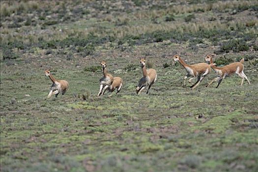 小羊驼,追逐,支配,潘帕伽勒拉斯国家保护区
