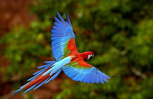 红绿金刚鹦鹉,绿翅金刚鹦鹉,飞,栖息地,南马托格罗索州,巴西,南美