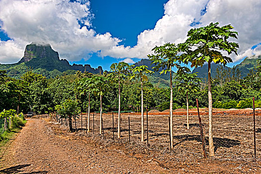 木瓜,种植园,法属玻利尼西亚,大洋洲
