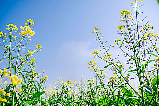 油菜花